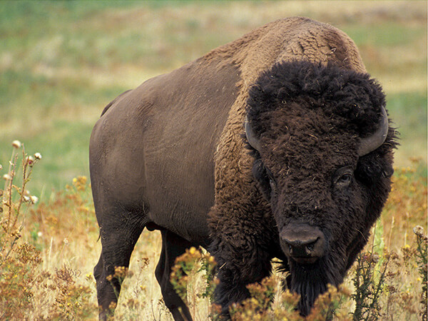 bison