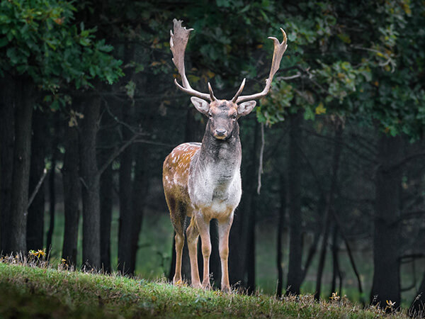 deer