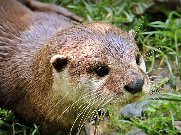 otter