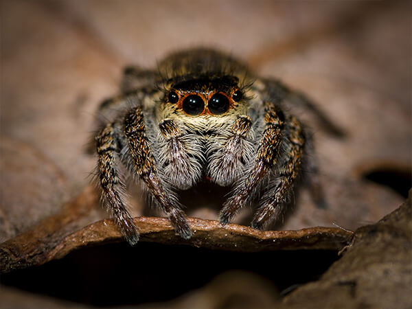 spider